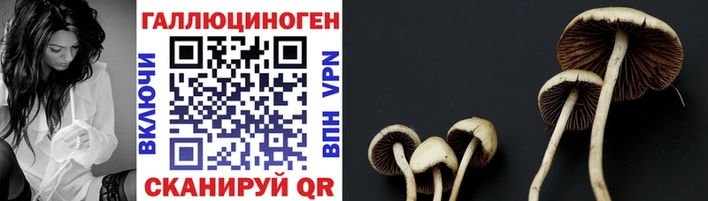дарк нет состав  цены   Балахна  Галлюциногенные грибы Psilocybine cubensis 